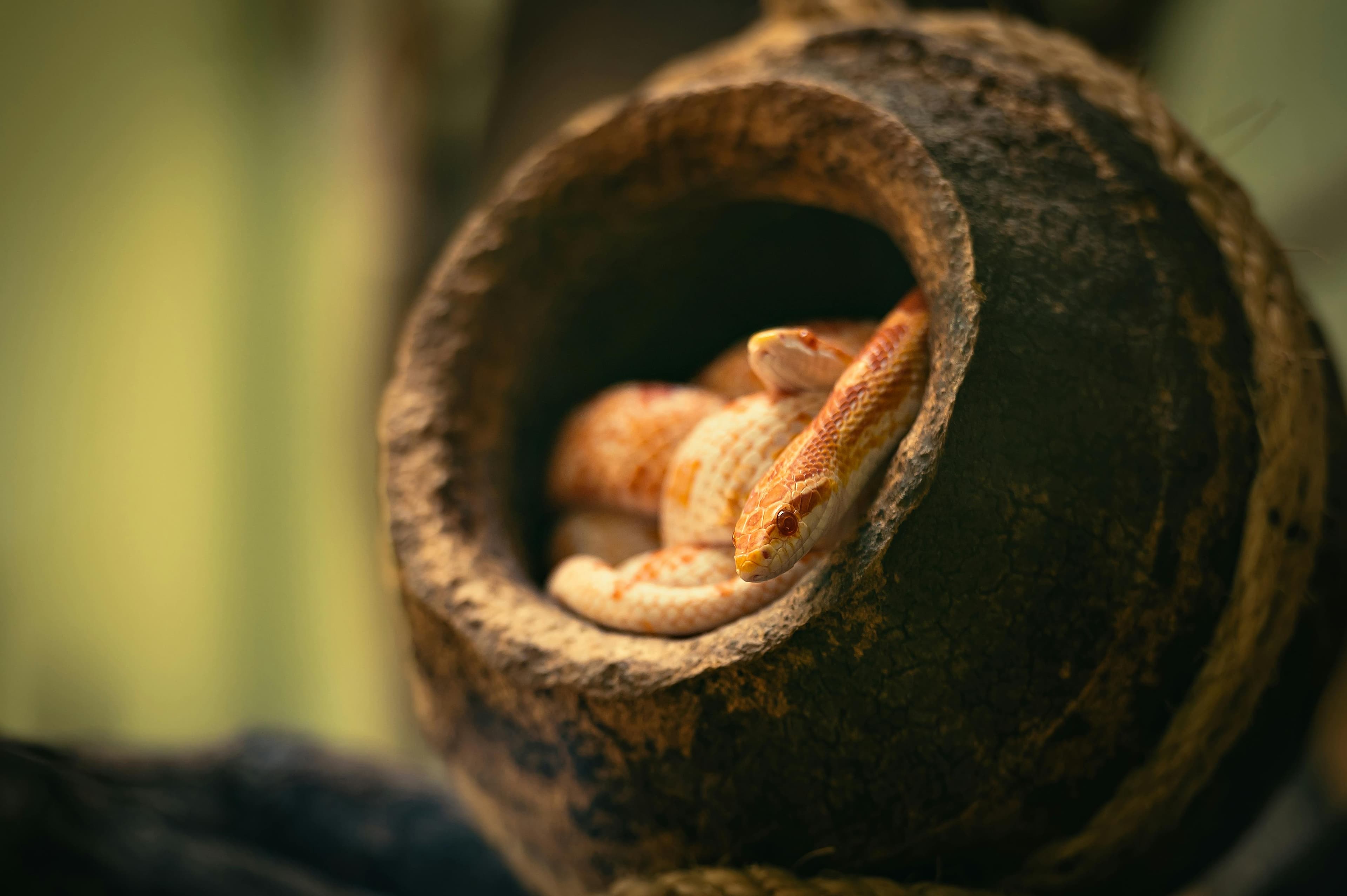 Corn Snake